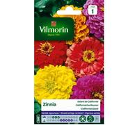 VILMORIN Zinnia Géant de Californie varie
