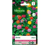 VILMORIN Zinnia Lilliput varie