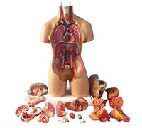 Vinbcorw Assemblée 4D Anatomical Modèle- de l'homme Organs- Humaine Tronc Modèle- Anatomie médicale Organes internes Anatomique pour l'éducation Enseignement Scolaire 28cm / 45cm / 55cm,C55cm