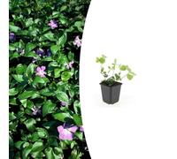 Vinca major | 12 unités - 10-25cm - Ø9cm - Plante de jardin