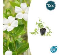 Vinca major 'Alba' | 12 pièces - 10-25cm - Ø9cm - Plante de jardin