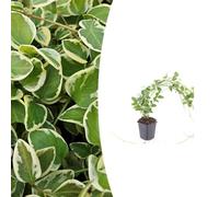 Vinca major 'Variegata' | 12 pièces - 10-25cm - Ø9cm - Plante de jardin