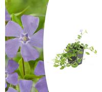 Vinca minor | 12 pièces - 10-25cm - Ø9cm - Plante de jardin - Multideal
