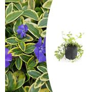 Vinca minor 'Aureovariegata' | 12 pièces - 10-25cm - Ø9cm - Plante de jardin