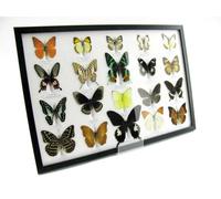 Vingt véritables papillons préparés sous verre fabriqués à la main dans une qualité musée parfaite dans un cadre noir (A-20-madam-12)