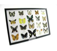 Vingt véritables papillons préparés sous verre fabriqués à la main dans une qualité musée parfaite dans un cadre noir (A-20-madam-14)