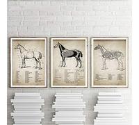 Vintage Cheval Anatomie Toile Peinture Affiches Imprimer Cheval Anatomie Illustration 3 Pièces Mur Art Équestre Photos Maison Chambre Décoration Murale 12"X16"X3Pcs