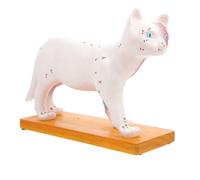 VINTORKY Modèle D'acupuncture Pour Chat En Pvc Solide, Taille Standard Points D'acupuncture Détaillés, Outil Pédagogique Vétérinaire Pour Enseignement De L'anatomie Féline
