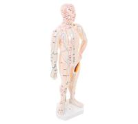 VINTORKY Modèle de Point d'Acupuncture Humain et Modèle d'Acupuncture Corporelle Localisation Précise des Points, Système Complet de Méridiens, Construction Résistante, pour Formation et