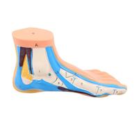 Vinyle Modèle Anatomique du Pied Articulé pour Formation Professionnelle | Détails Osseux Précis, Visualisation Complète, Représentation Vasculaire Flexible, pour Physiothérapeutes et Enseignants