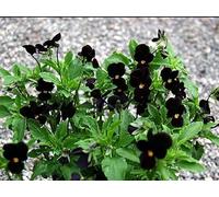 Viola Bowles Black noire, Pensée tricolore Bowles Black, vivace