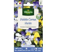 Viola Cornuta Variée