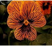 Viola 'occhio a tigre viola del pensiero 20 semi mobile phone piante Arancione Nero Rare Seeds ONLY