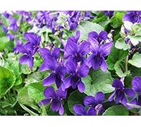 Viola odorata - Queen Charlotte (150 Semi) perenne Fiore