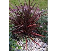 Viola Semi di lino Giardino ornamentale Pot Patio Phormium Tenax di semi 25 semi Confezione