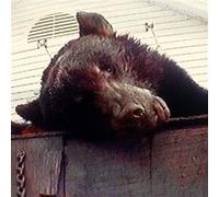 Truck Violence - Violence