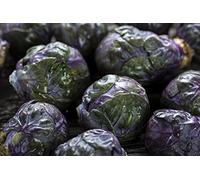 Violet Graines de choux - Brassica Crucifères Convar. Crucifères Feuilles Gemmifera