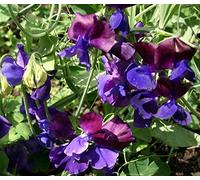 Violet Graines de pois de senteur - Gesse odorante