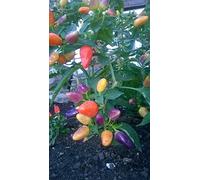 Violet Wonder piment 10 graines - Wow