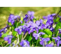 Violette odorante - Viola odorata - résistante au froid