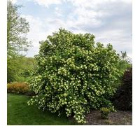 Viorne boule de neige