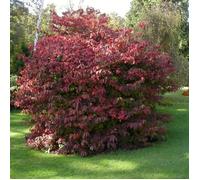 Viorne de Chine Kilimandjaro® Sunrise 'JWW5', Viburnum