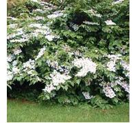 Viorne de Chine Lanarth, Viburnum