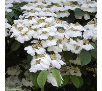Viorne de Chine 'Lanarth' - Viburnum plicatum 'Lanarth' 40-60 cm pot | Arbuste décoratif, fleurs plates blanches, idéal haie fleurie