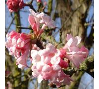 Viorne d'hiver - viburnum bodnantense 'dawn' - 60-80 cm pot