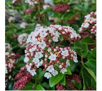 Viorne, Laurier Tin Rock 'n Rolla®, Viburnum