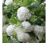 Viorne obier - Viburnum opulus 40-60 cm pot | Arbuste indigène, fleurs blanches & baies rouges, parfait haie champêtre