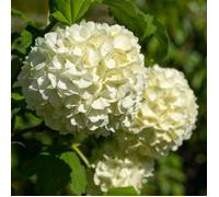 Viorne obier - Viburnum opulus 60/80 cm Pot 3L