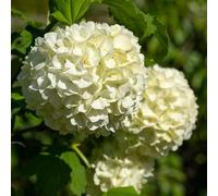Viorne Obier - Viburnum Opulus 60/80 cm Pot 3l - Plante En Pot - Floraison Printemps - Hauteur 2 à 3 m