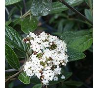 Viorne - viburnum 'pragense' - 40-60 cm pot