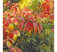 Virginia Creeper Redwal Troki 2L - En automne, les feuilles deviennent rouges
