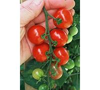 VISA STORE 30 graines de Tiny Tim - Tomates fructifié