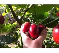 VISA STORE 30 Tamarillo Graines a. k. a. seed tomate bio, semences non OGM