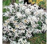 VISA STORE Edelweiss Graines G84, 200 graines, Leontopodium Pinum Seeds