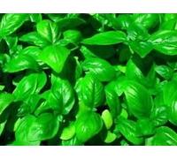 VISA STORE Graines de Basilic géantes - Excellente saveur. 30 graines. Peigne S/H ! Voir Notre Boutique.