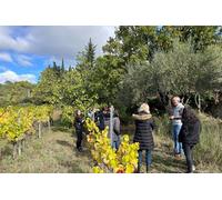Visite de l Oliveraie et Dégustation à Cotignac