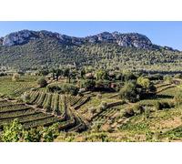 Visite Privée du Vignoble et Dégustation des Vins de Bandol
