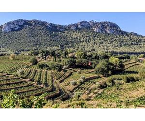 Visite Privée du Vignoble et Dégustation des Vins de Bandol