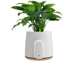 Vitesy Natede Basic Purificateur d'Air Naturel