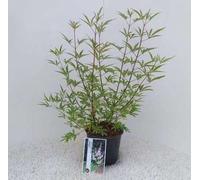 Vitex agnus-castus 'Albus' - Poivre du moine 30- 40 cm - conteneur