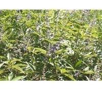 Vitex agnus-castus 'Latifolia' - Poivre du moine, Arbre de chasteté 30- 40 cm - Container