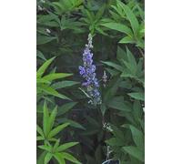 Vitex agnus-castus 'Latifolia' - Poivre du moine, arbre de chasteté 60- 80 cm - conteneur