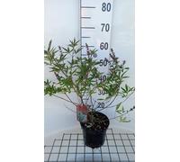 Vitex agnus-castus 'Pink Pinnacle' - Poivre du moine 30- 40 cm - conteneur
