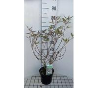 Vitex agnus-castus 'Santamaria' - Poivre du moine 30- 40 cm - conteneur