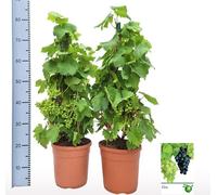 Vitis Vinifera 80-140 cm en espalier avec fruits - Raisin de table - Vigne - Plante en pot