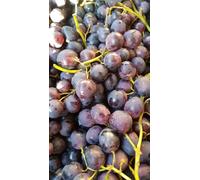 Vitis vinifera 'Alphonse lavallée' / Vigne 'Alphonse Lavallée' / Conteneur de 3 à 4 litres